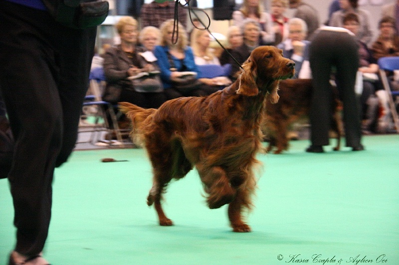 Crufts2011 897.jpg